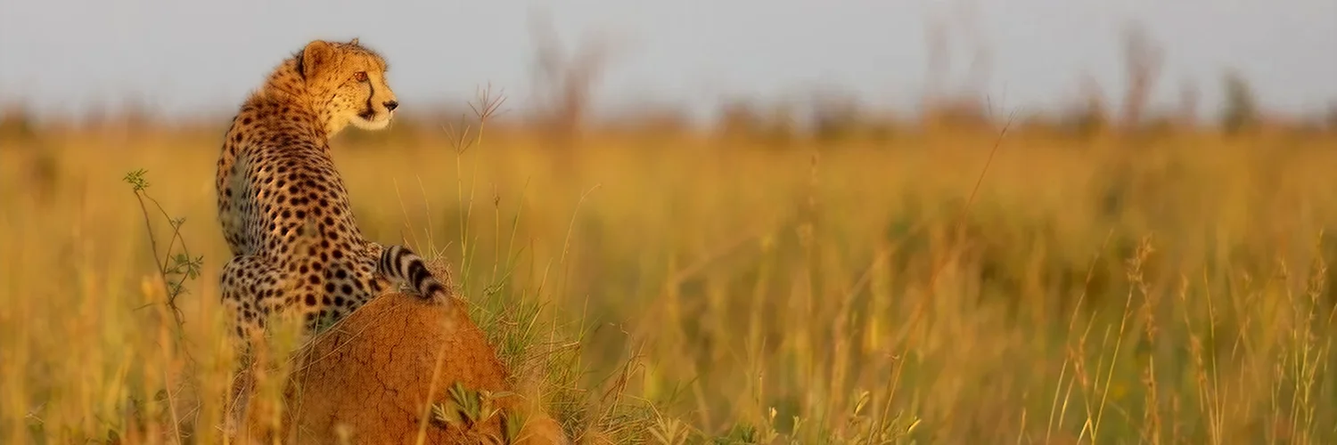 package hotel listing